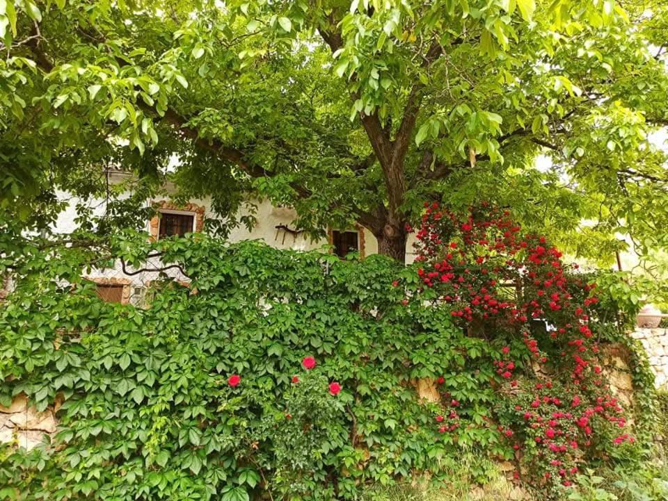 Pensjonat Cortijo Ramon Petra Nerpio Zewnętrze zdjęcie